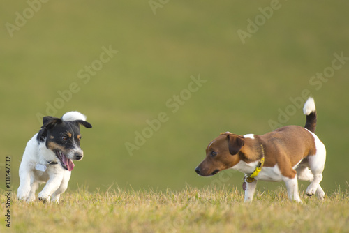 Two cute dogs on the meadow  against green background - Jack Russell Terrier doggy