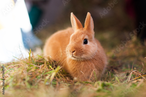Red decorative rabbit looking wary