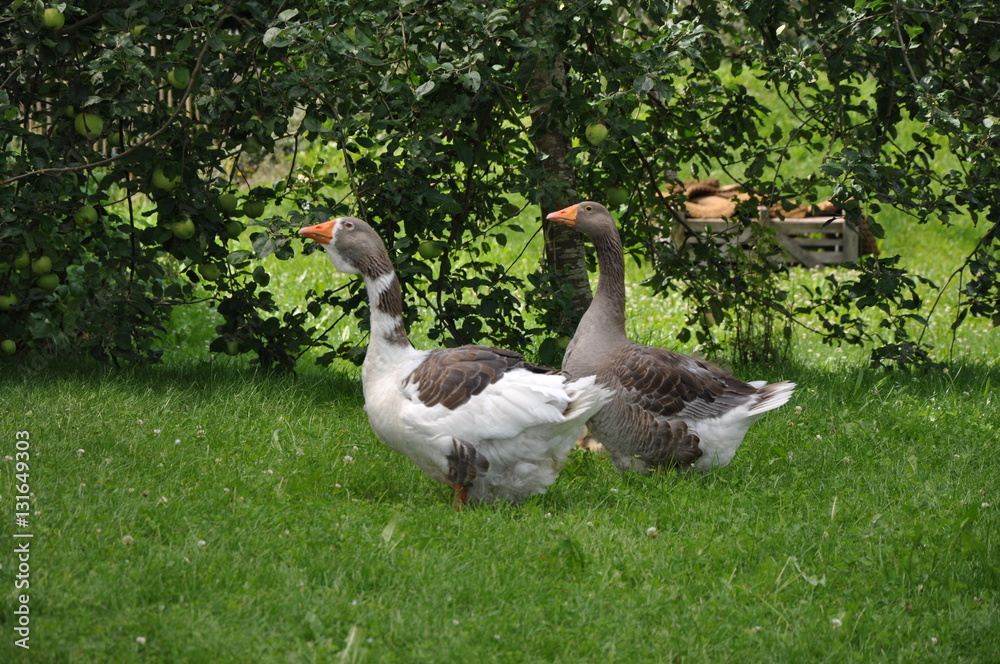 Obraz premium Gänse