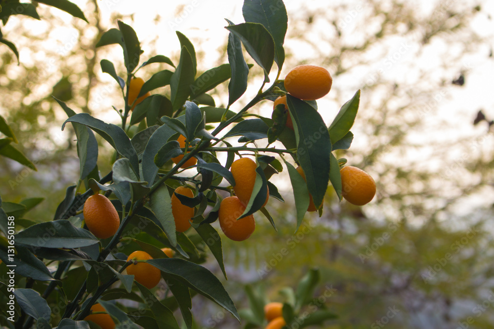 Kumquats hanging on the fruit tree.