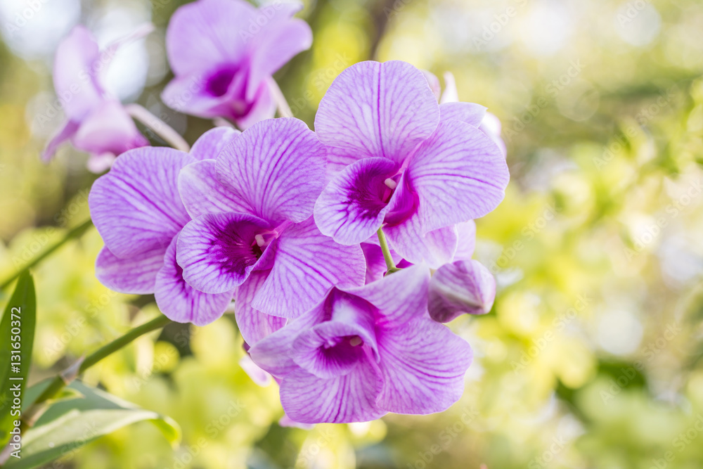 Abstract blurred background of purple orchids, Dendrobium. Abstract blurred background of purple orchids, Dendrobium.