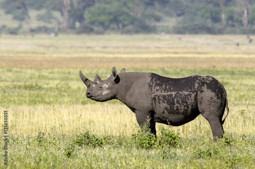 Obraz premium rhinocéros noir , Diceros bicornis , Cratère du Ngorongoro , Parc national , Tanzanie