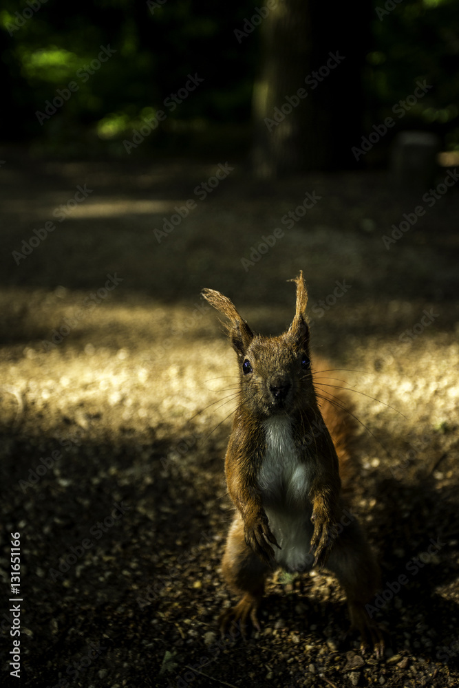 Fototapeta premium Eichhörnchen macht Männchen