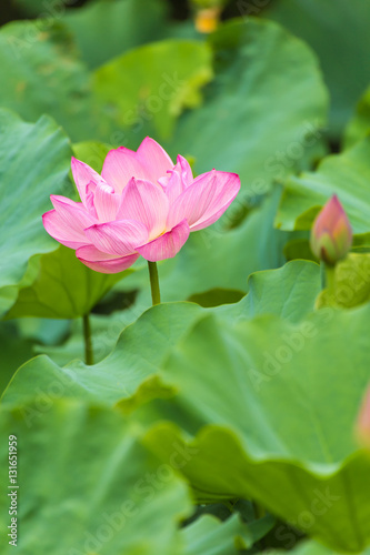 The Lotus Flower.Background is the lotus leaf and lotus bud.Shooting location is the Sankeien in Yokohama  Kanagawa Prefecture Japan.