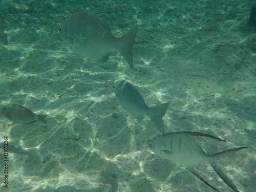 Caribbean Fishes at Colombia