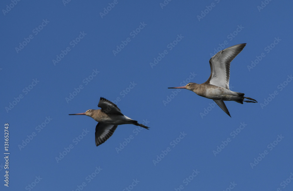 Obraz premium Black-tailed godwit in flight