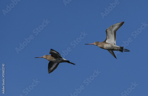 Black-tailed godwit in flight