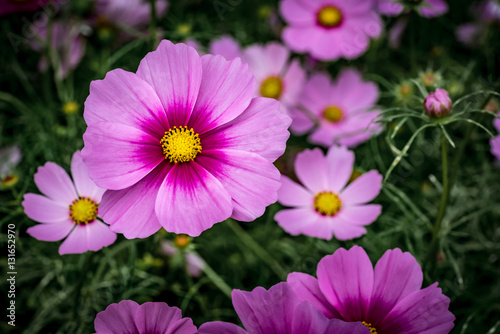 Purple cosmos flower