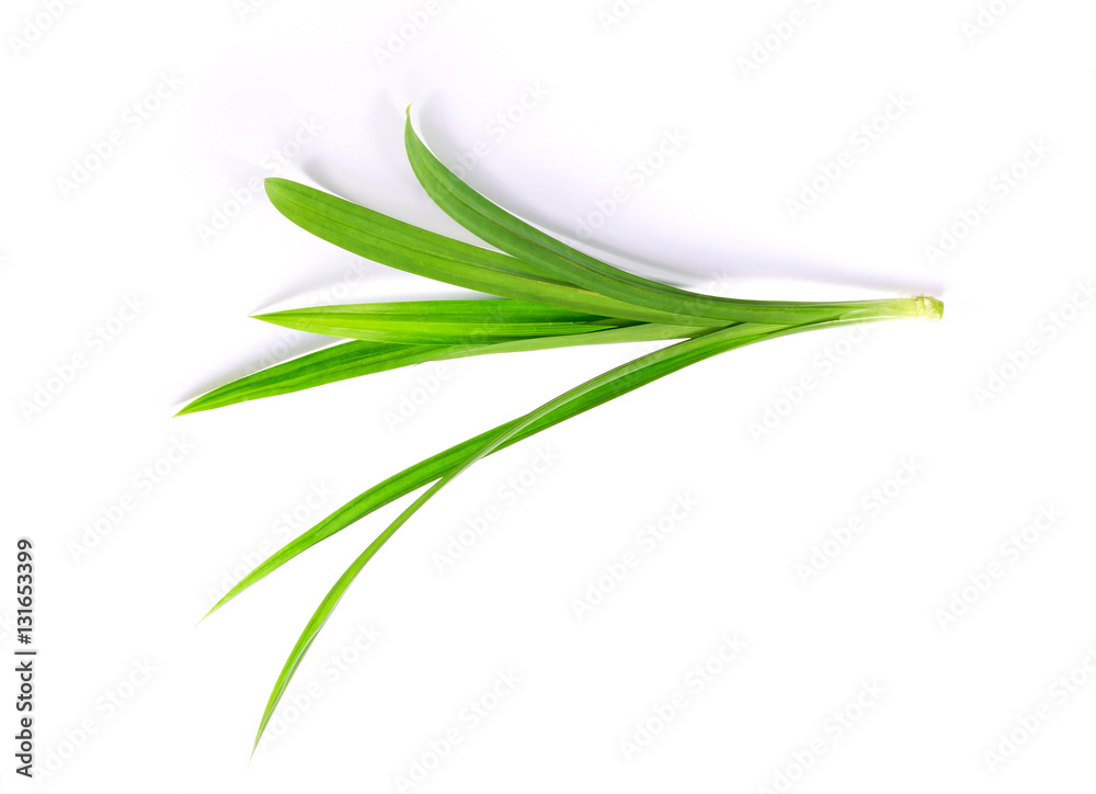 Pandanus Palm, Fragrant Pandan, Pandom wangi Pandanus Palm, Fragrant Pandan, Pandom wangi