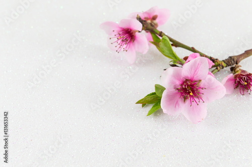 Two cherry blossom flowers on white