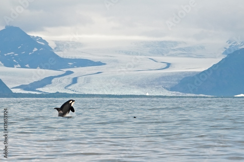 killer whale, orca, orcinus orca, Alaska © prochym