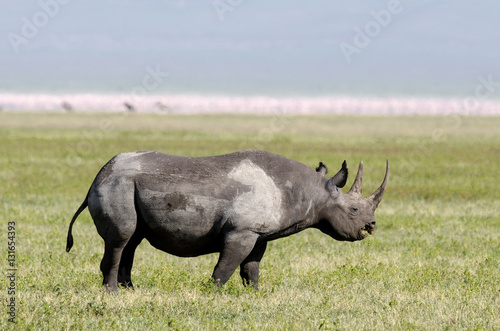 rhinocéros noir , Diceros bicornis , Cratère du Ngorongoro , Parc national , Tanzanie photo