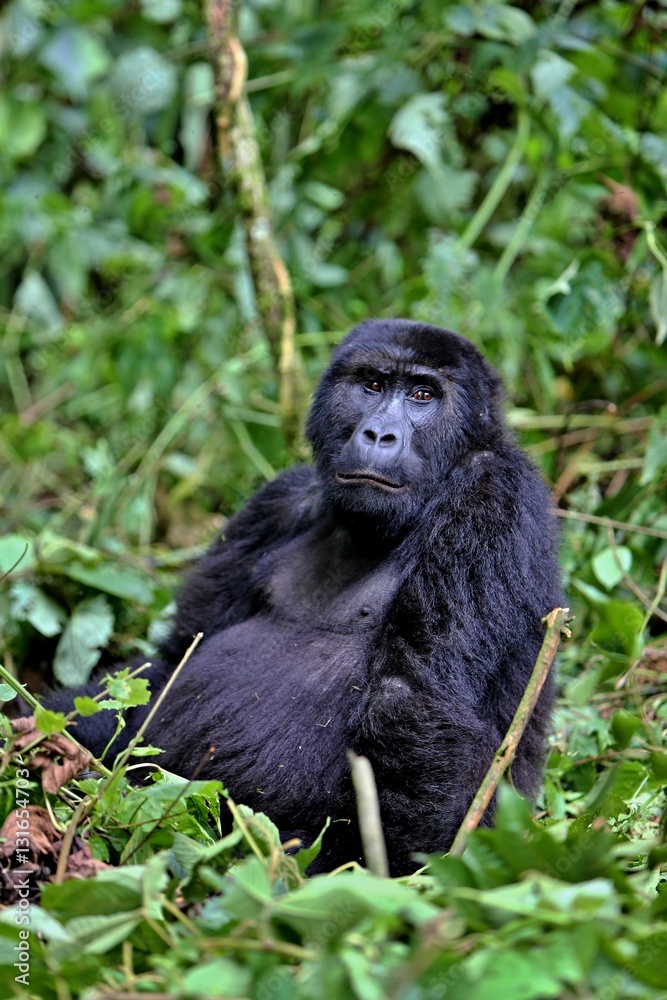 Naklejka premium Endangered eastern gorilla in the beauty of african jungle, silverback and family, Gorilla beringei, Democratic Republic of Congo, rare african wildlife
