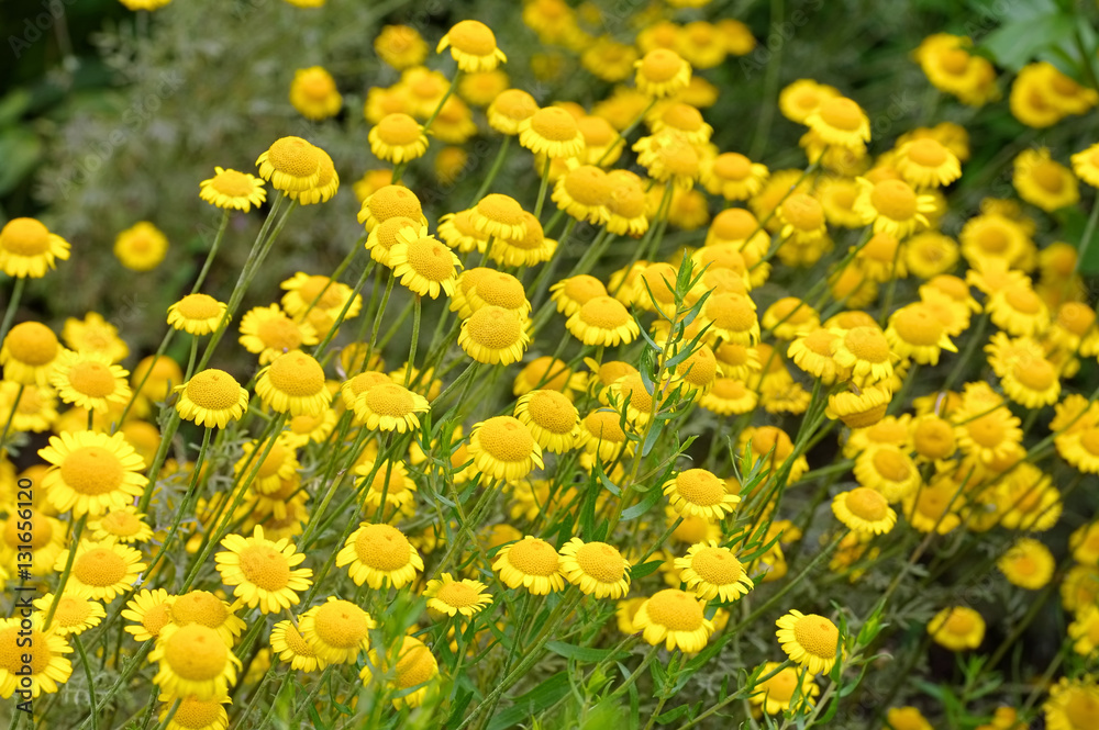 Färber-Hundskamille - yellow chamomile, a wildflower Färber-Hundskamille - yellow chamomile, a wildflower