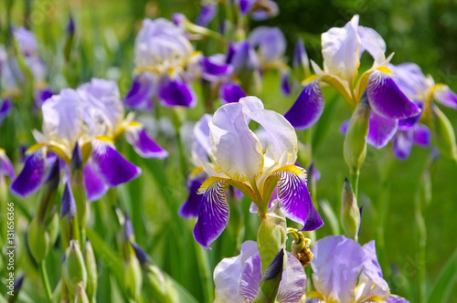 Fototapeta Naklejka Na Ścianę i Meble -  Schwertlilien im Frühlingsgarten - iris flowers in garden