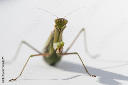 Close up of female praying mantis