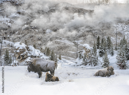 Bison and Geysers