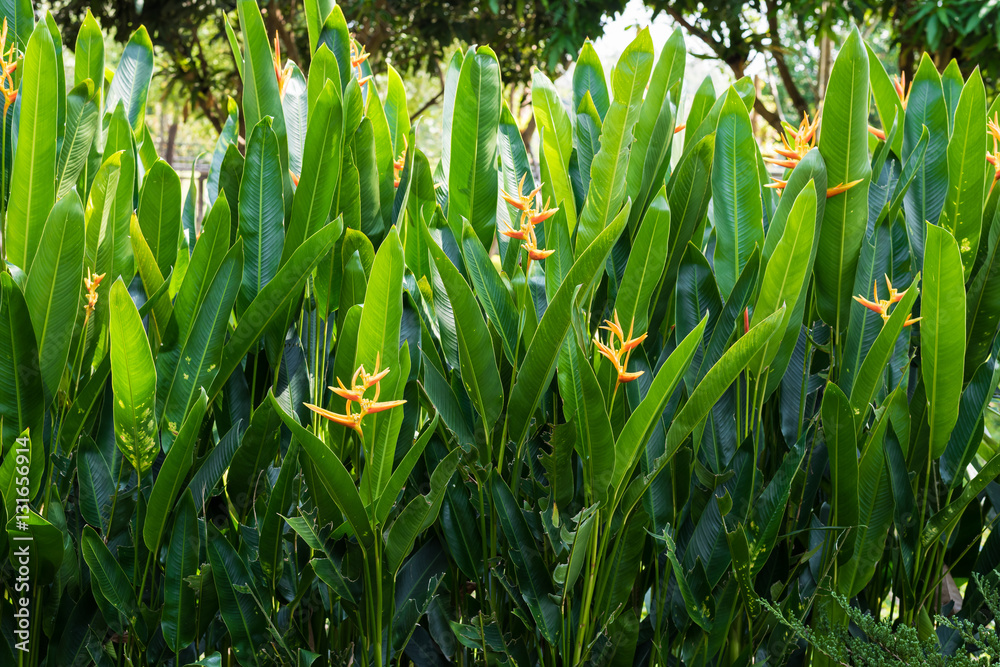 Fototapeta premium Strelitzia reginae Strelitzia