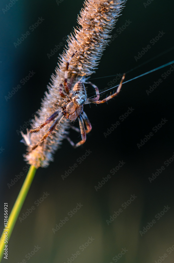 The male Araneus keeps signaling a thread of its web