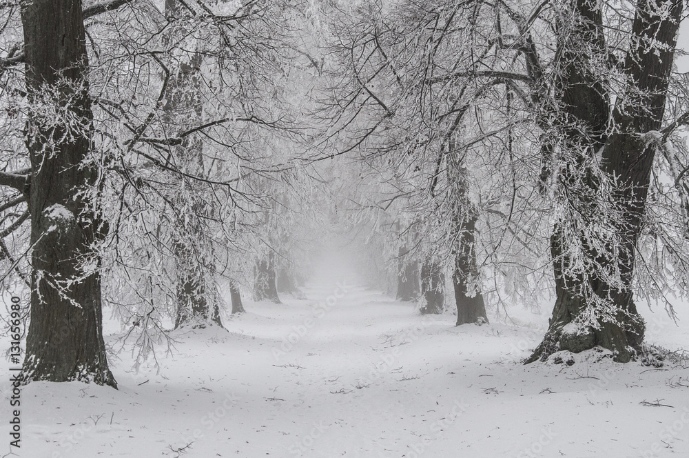 Snowy fairytale winter time with alley of trees, Czech Republic