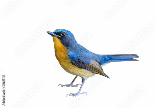 Hill blue flycatcher(Cyornis banyumas), bird isolated with white background.