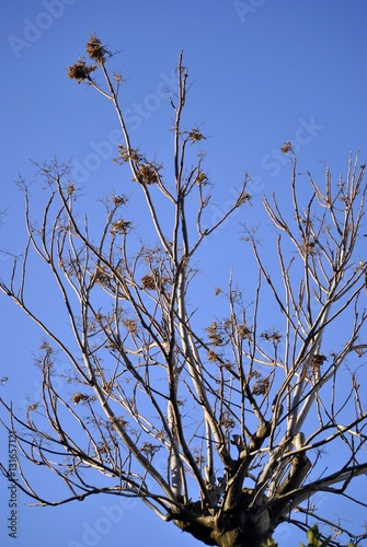 albero spoglio contro il cielo azzurro photo