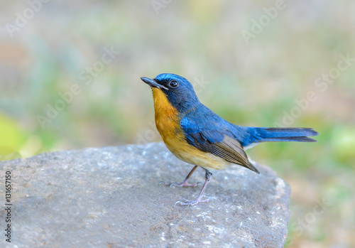 Hill blue flycatcher(Cyornis banyumas),blue bird in stone with green background.
