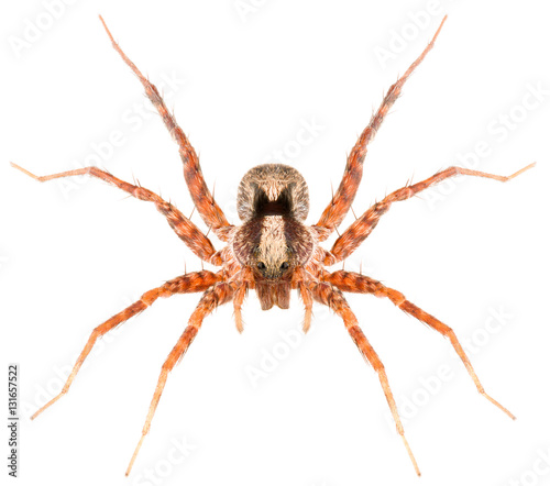 Pardosa lugubris spider is a wolf spider isolated on white background. Head-on view view of spider.