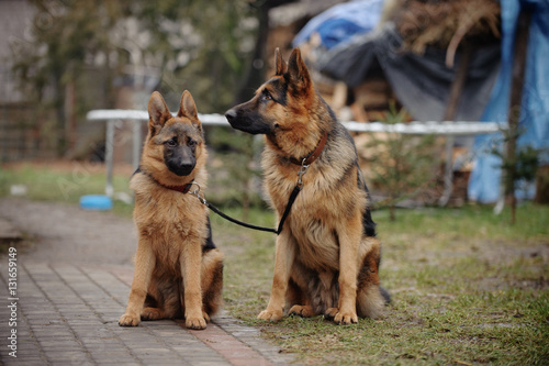 A pair of German Shepherds shorthaired photo
