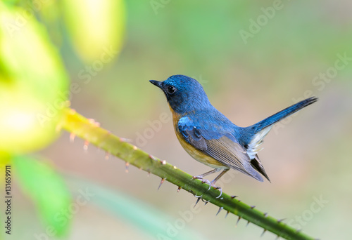 Hill blue flycatcher(Cyornis banyumas),blue bird on branch with green background.