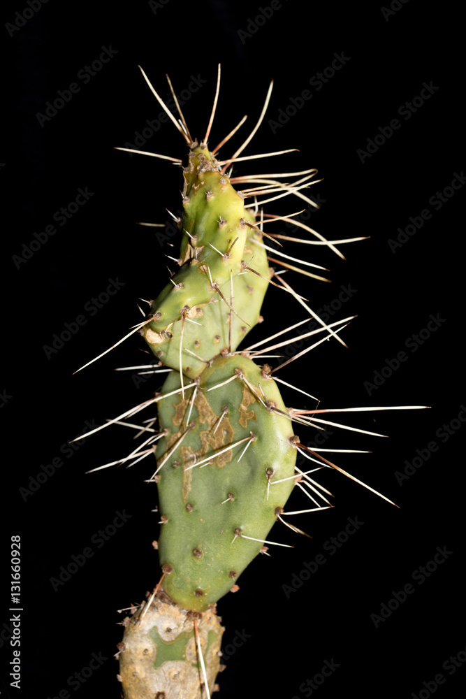 Naklejka premium Close up of Cactus on Black Background