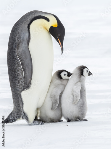 Emperor penguins on the frozen Weddell sea