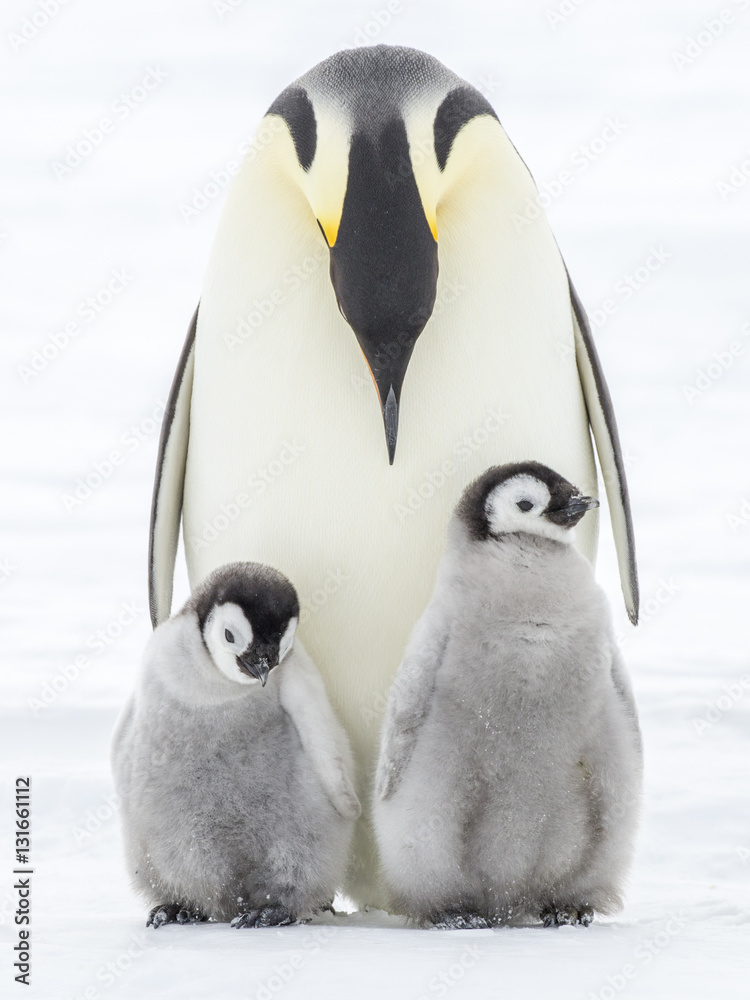 Obraz premium Emperor Penguins on the frozen Weddell sea