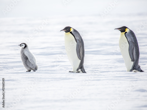 Emperor Penguins on the frozen Weddell sea