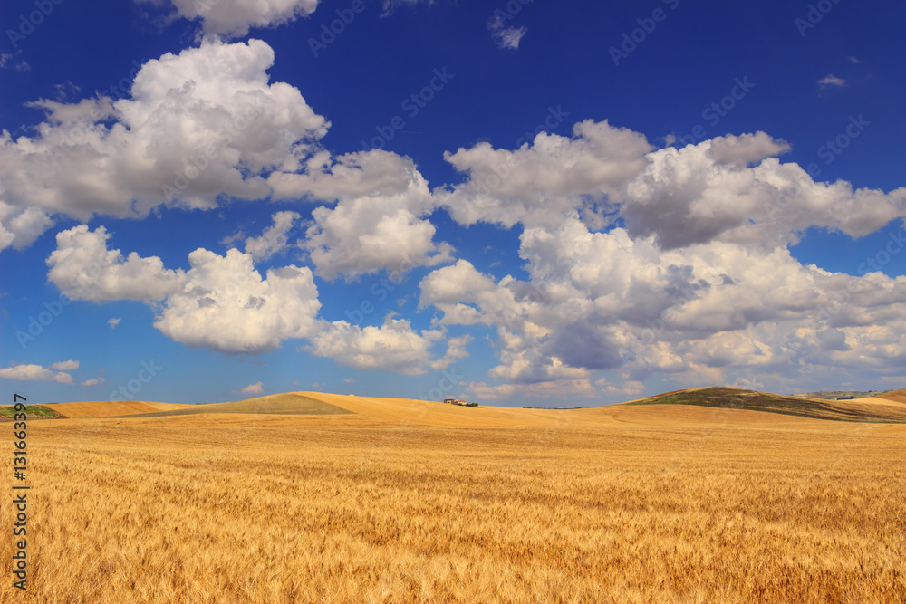 RURAL LANDSCAPE SUMMER.Between Apulia and Basilicata: hilly landscape with cornfield dominated by a clouds.ITALY. Farmhouse on a hill between fields of grain.