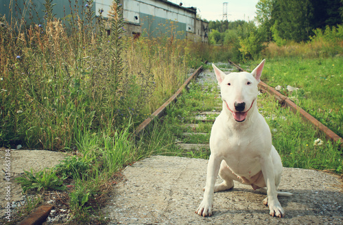 Photo English bull Terrier walks outdoors in the summer