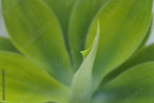 Evergreen succulent plant close up background