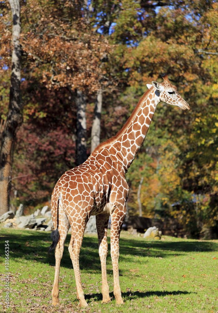 Fototapeta premium Giraffe at the Asheboro Zoo in North Carolina