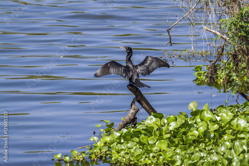 Little cormorant in Thabbowa sanctuary in Puttalam, Sri Lanka photo