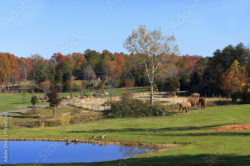 Photography The Watani Grasslands at the Asheboro Zoo in North Carolina featuring elephants