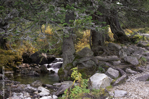 Three trees