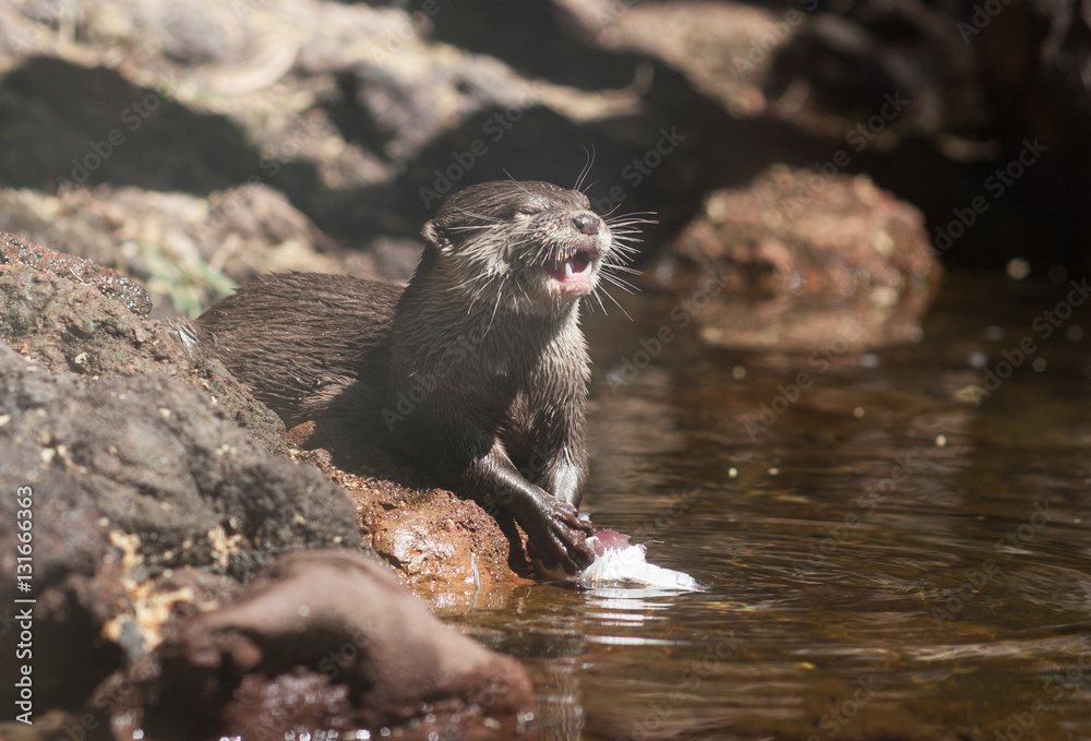 Fototapeta premium Wydra w wodzie
