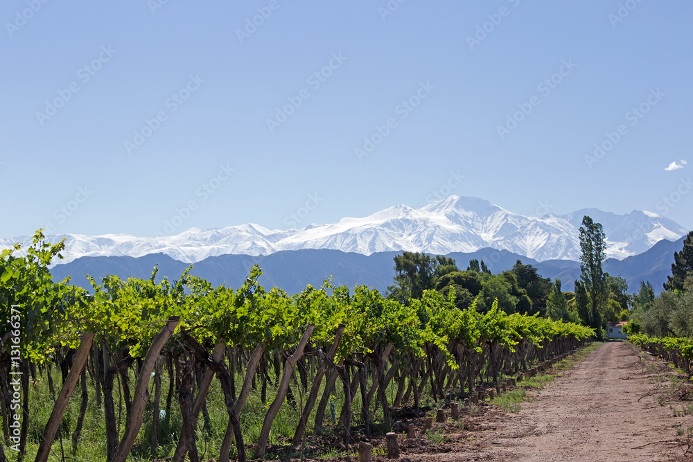 Obraz premium Andes & Vineyard, Mendoza, Argentyna