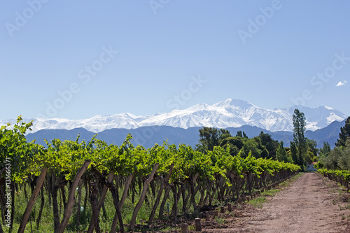 Andes & Vineyard, Mendoza, Argentina photo