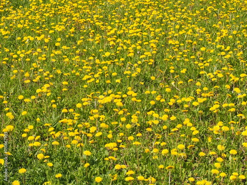 Цветущее поле желтых одуванчиков