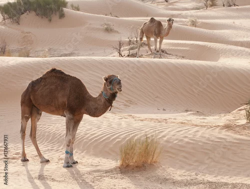 Fototapeta samoprzylepna Wielbłądy na Saharze w Tunezji.