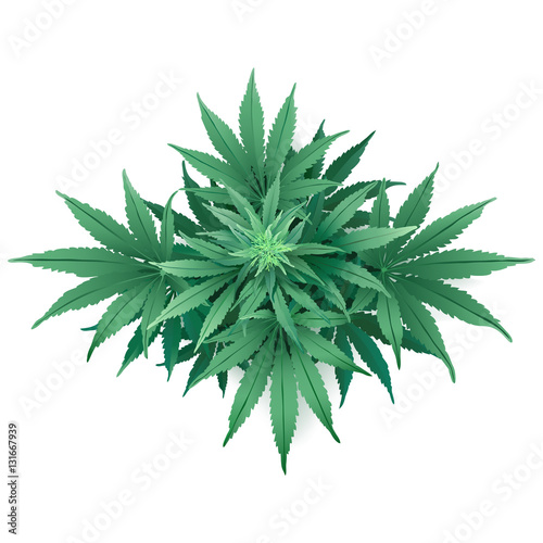 Cannabis or Marijuana.
Hand drawn vector illustration of the plant in top view on white background.
