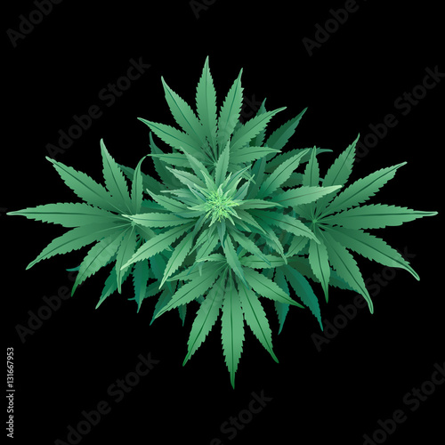 Cannabis or Marijuana.
Hand drawn vector illustration of the plant in top view on black background.
