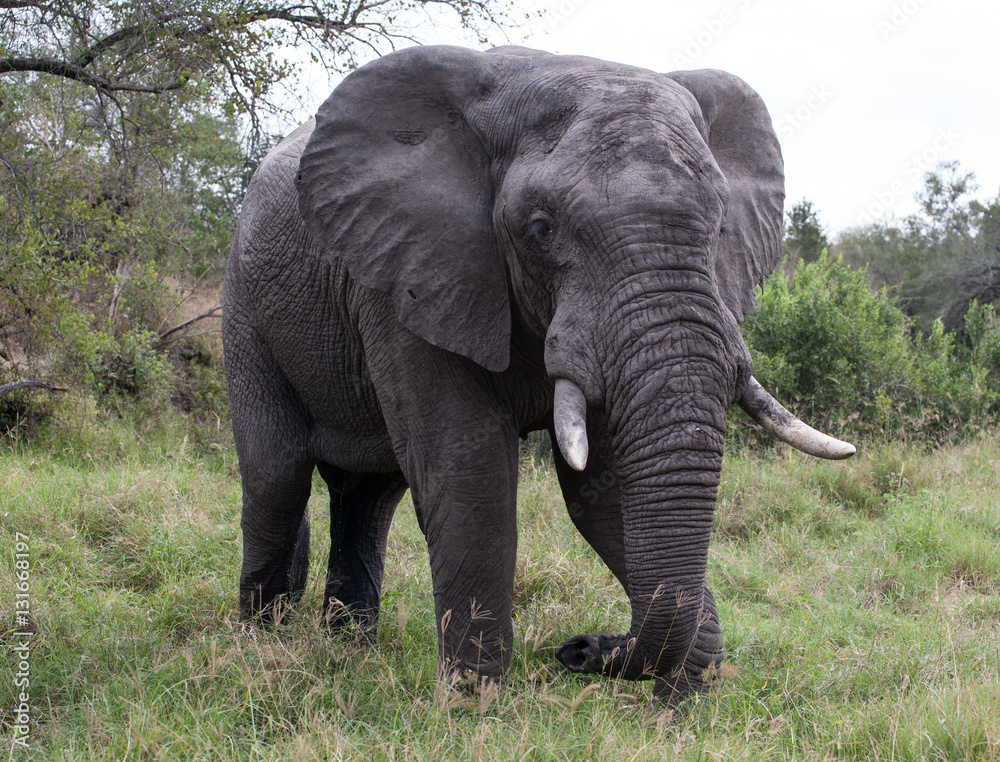 Słoń w Parku Narodowym Krugera, Afryka Południowa