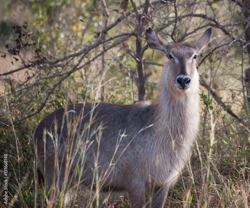 Canvas Print Antylopa waterbuck w Parku Krugera, RPA.